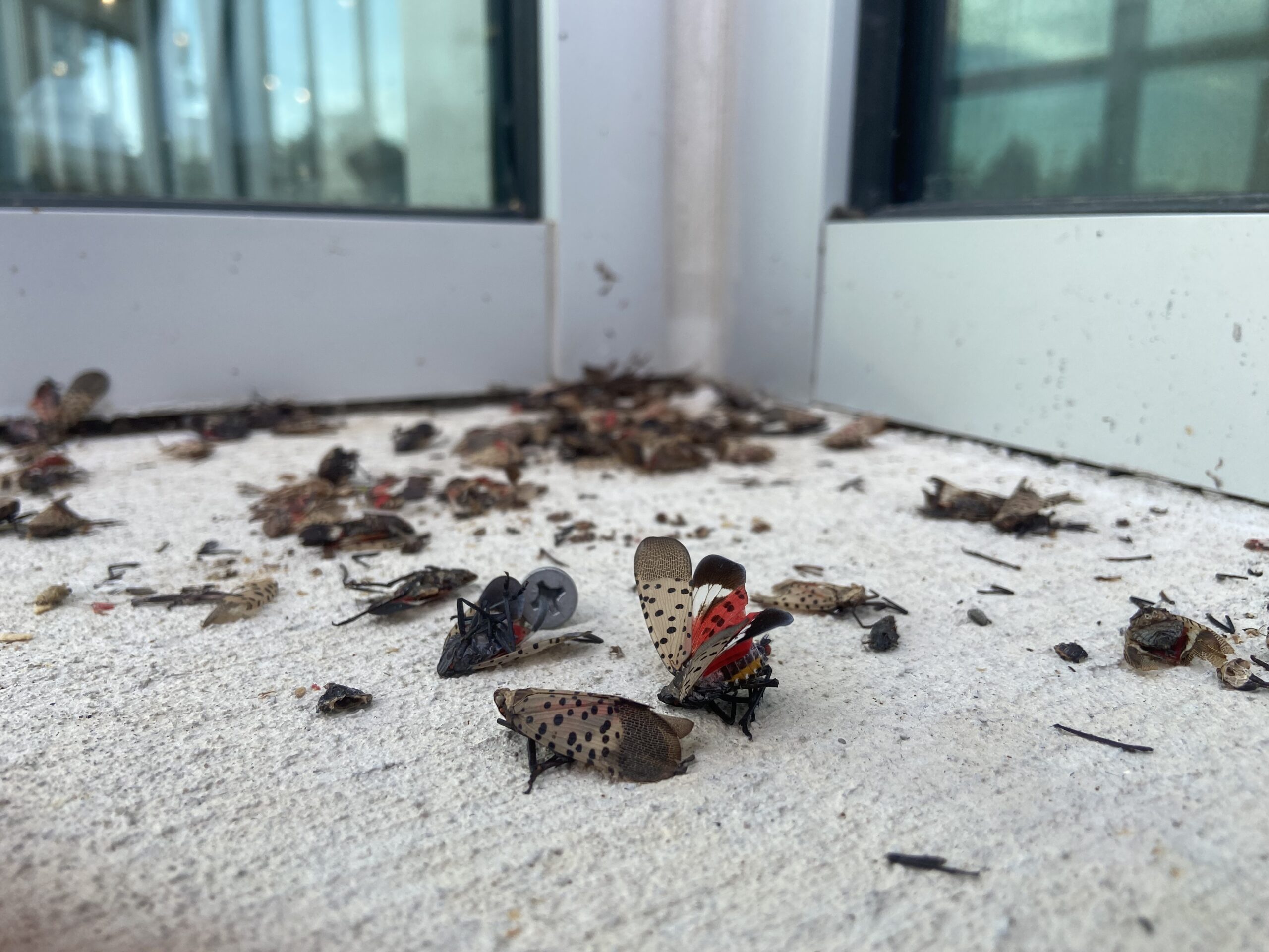 Inside Franciscan’s War on Spotted Lanternflies 